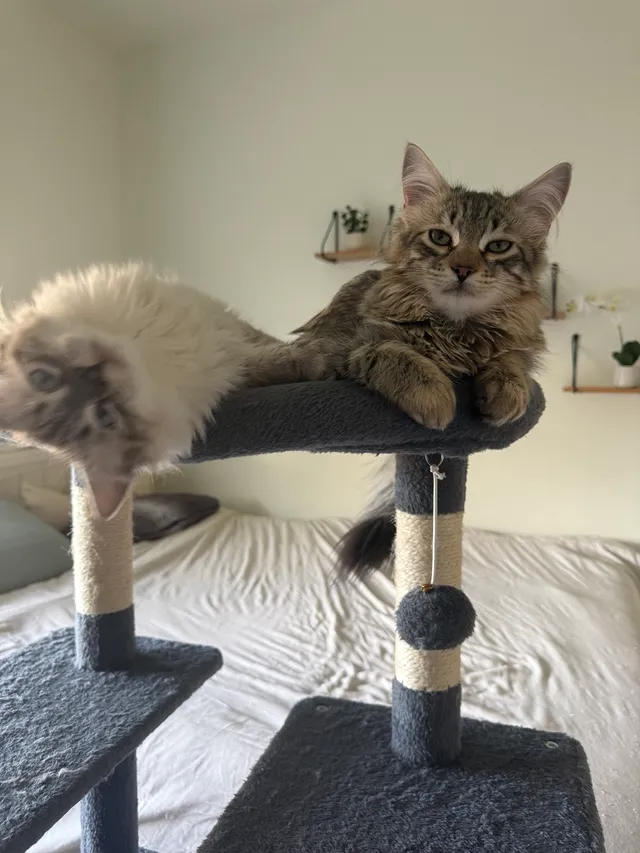 Salt and Pepper relaxing together on their cat tree at home.